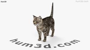 360 View Of Cat Hd 3d Model Hum3d Store For more details go to edit properties.