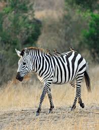 Image result for zebra