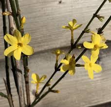 Image result for Jasminum nudiflorum