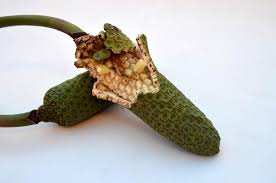 Monstera Deliciosa Seed Pods Nature Crafts Cacti And Succulents