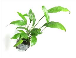 Easy To Find Houseplants As Riparium Foliage In 2020 Fish Tank Plants Houseplants Foliage Plants
