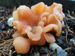 Image result for Tinnea galpinii