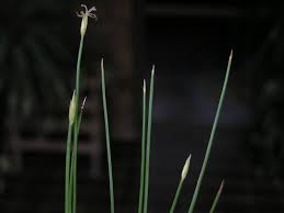 Image result for Abildgaardia