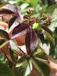Image result for Jatropha gossypiifolia