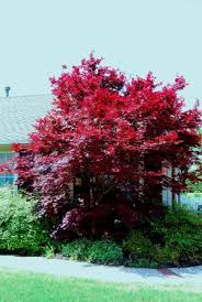 Dissectum 'crimson queen' crimson queen japanese maple is a living sculpture for your garden. Yes You Can Grow A Japanese Maple In Oklahoma Red Dirt Ramblings
