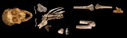 This framework consists of many individual bones and cartilages. 3 3 Million Year Old Fossil Of Young Girl Reveals Origins Of Human Spine
