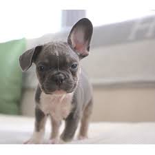 So, if you noticed that your french bulldog puppy's ears are floppy you need not worry (you wanted your cutie's ears to be pointing up like a my french bulldog's one ear is pointing up while the other is floppy, is there something wrong? Pin On Critters