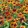 Deadheading coneflowers can encourage rebloom. Https Encrypted Tbn0 Gstatic Com Images Q Tbn And9gcrmh9nav0rmqxqlnmszkjg60i5xtpw1 7qmncr Du Cmlgpfoka Usqp Cau