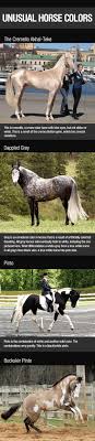 Feel free to browse all our unique horse names and add the ones you want to save for later to your own favorites list. Breathtaking Horse Colors Unusual Horse Horses Horse Coloring