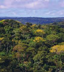 Image result for Scleria lateritica