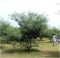 Image result for Terminalia sericea ×  trichopoda