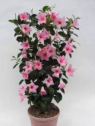 Pin By Aruna Dasaradh On I Luv Plants Flowers Flowers Perennials Container Flowers Plants