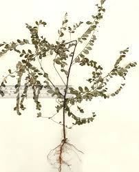 Image result for Phyllanthus tener