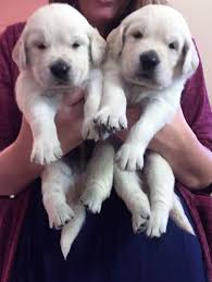 It's size can vary greatly depending upon size poodle that the golden retriever was mated with. Golden Retriever Puppies Near Me