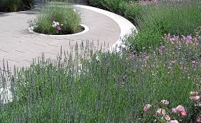Ein Breites Beet Aus Lavendel Und Bodendeckerrosen Verbindet Die Mit Einem Modernen Betonpflaster Belegte Terrasse Mit Garten Garten Gestalten Bodendeckerrosen