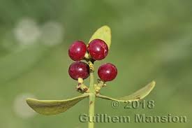Image result for Santalaceae