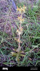 Image result for Kalanchoe lanceolata