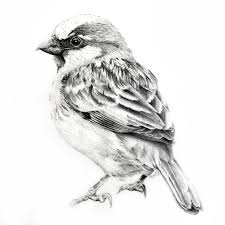 Check spelling or type a new query. Sparrow Illustration Pencil Bird Pencil Drawing Pencil Art Drawings Sparrow Art