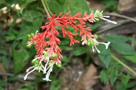 Image result for Rauvolfia