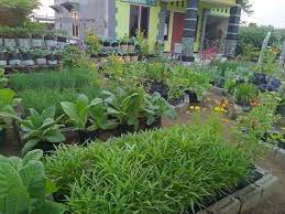 Tanaman anggur yang merambat dan rindang akan membuat rumah anda lebih teduh. Kreatif 18 Gambar Model Kebun Sayuran Di Pekarangan Rumah