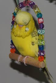 Birds On The Bat Forum Botm Winners 2013 2014 Talk Budgies Forums Budgies Bird Novelty Christmas