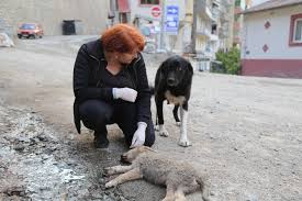 Anne Kopek Olen Yavrusunun Basindan Saatlerce Ayilmadi Artvin Haberleri