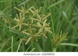 Image result for Cyperus nduru