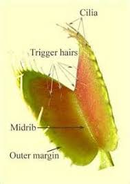 Venus Fly Trap Diagram Images Pictures Findpik Ryans