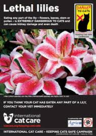 Maybe you would like to learn more about one of these? Lethal Lilies International Cat Care