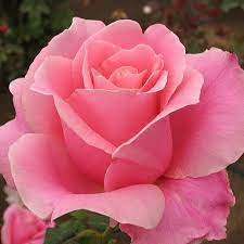 Aura Treasury Diy Projects How To Make A Tutu Skirt Dress Pink Rose Flower Rose Flower Wallpaper Pink Spring Flowers