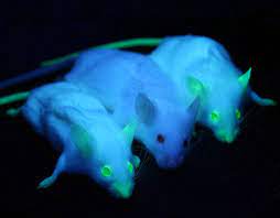 Already today thousands of products come from. Transgenic Animals Summary