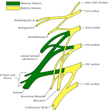 Lateral Cutaneous Nerve Of Thigh Wikipedia