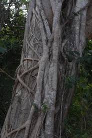 Image result for Ficus scassellatii