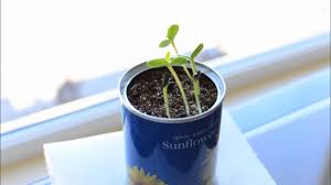 Sunflower Seeds Growing