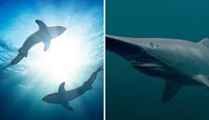 We did not find results for: Tiburon Duende El Animal Marino Mas Temible Del Oceano Africano Vix