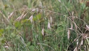 Image result for Bromus leptoclados