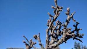 On fruit trees in home gardens be controlled. Pruning Overgrown Apple Trees The Garden Professors