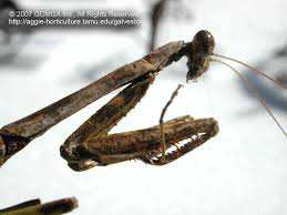 The larvae of many lepidopteran species are major pests in agriculture. Beneficial Insects In The Garden 20 Praying Mantis Mantids