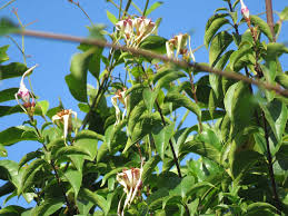 Image result for Strophanthus sarmentosus