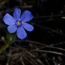 Image result for Aristea angolensis