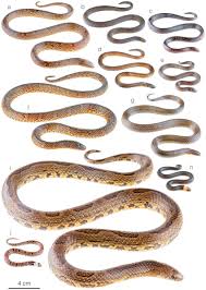 Image result for Atractus zgap