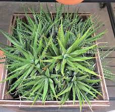 Haworthia zebra plant is a striking succulent. Haworthiopsis Attenuata Zebra Plant Care And Propagation Succulent Plant Care