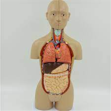 The lighting setup is not included.in objects created by subdivision, the base control mesh has been maintained in every format without collapsing so you can. Unique Best Price Medical Training 85cm 19 Parts Human Male Torso Model Buy Best Price Medical Training 85cm 19 Parts Human Male Torso Model Best Price Intravenous Puncture Training Human Torso Model Best