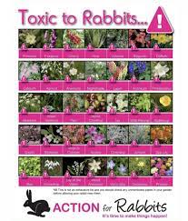 Maybe you would like to learn more about one of these? Can Rabbits Eat Roses Know Your Rabbit Feeding Your Rabbit