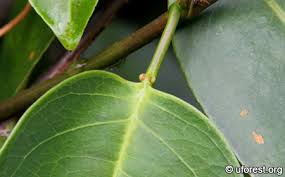 Image result for Ficus laurifolia