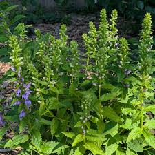 Image result for Lobelia minutula
