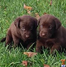 It was through interbreeding in the late 16th century that the labrador retriever got its start. Labrador Retriever Puppy For Sale Chocolate Lab Puppy 5 Years Old