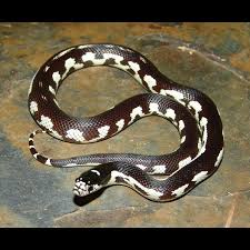 Black And White Snake Northern California Aberrant Banana California Kingsnake Lampropeltis Getula Californiae California King Snake Florida King Snake Snake