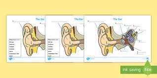 Jun 09, 2021 · labeled diagram the best way to kick off your revision is with a urinary system diagram which clearly shows all of the structures found within. Ear Diagram Without Labels With Them Labelling Worksheet