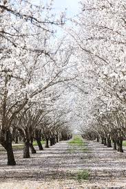 We did not find results for: Almond Orchards In Bloom Hither Thither